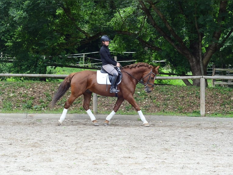 Inne konie gorącokrwiste Wałach 6 lat 162 cm Kasztanowata in Wellheim