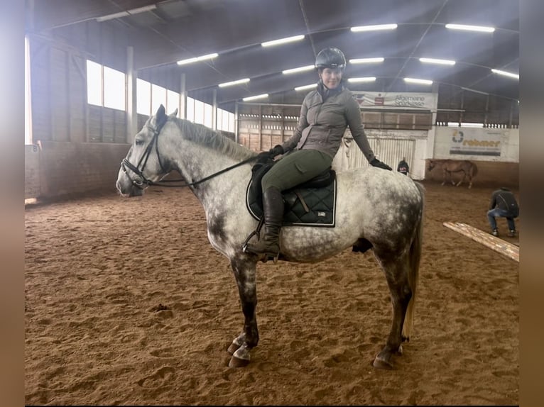 Inne konie gorącokrwiste Wałach 6 lat 162 cm Siwa jabłkowita in Pelmberg