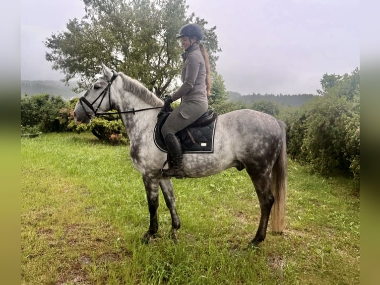 Inne konie gorącokrwiste Wałach 6 lat 162 cm Siwa jabłkowita in Pelmberg