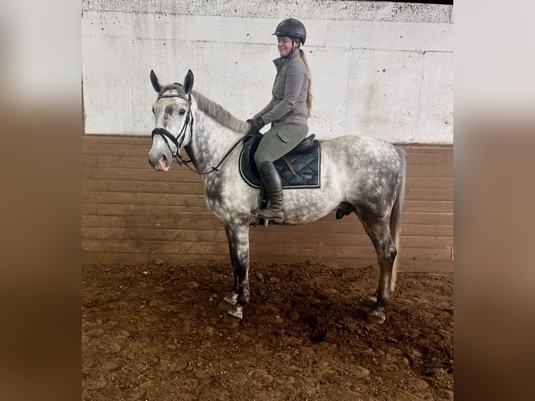 Inne konie gorącokrwiste Wałach 6 lat 162 cm Siwa jabłkowita in Pelmberg