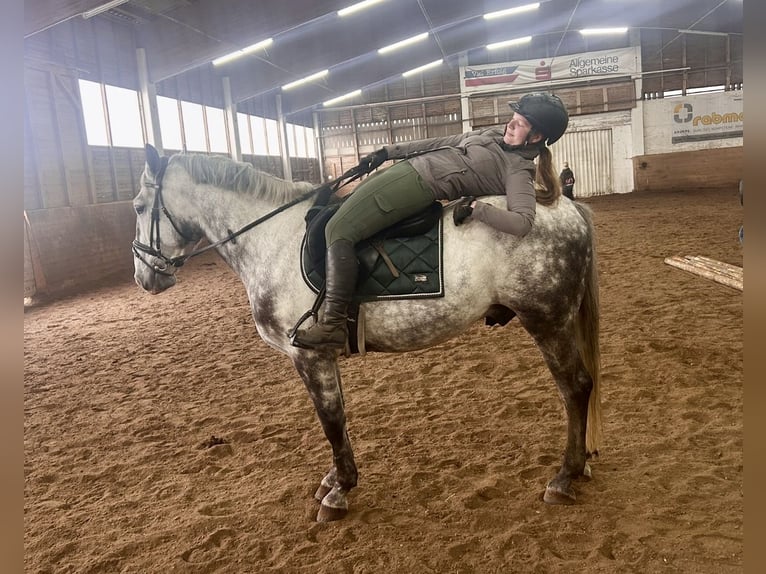 Inne konie gorącokrwiste Wałach 6 lat 162 cm Siwa jabłkowita in Pelmberg