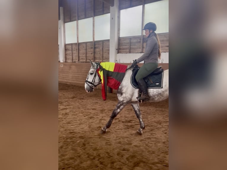 Inne konie gorącokrwiste Wałach 6 lat 162 cm Siwa jabłkowita in Pelmberg
