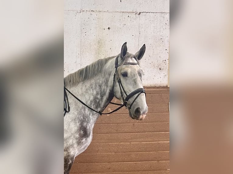 Inne konie gorącokrwiste Wałach 6 lat 162 cm Siwa jabłkowita in Pelmberg