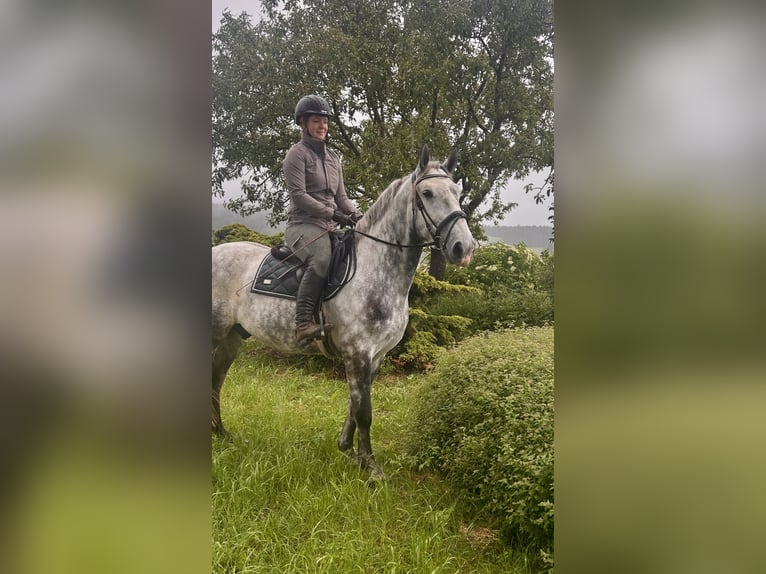Inne konie gorącokrwiste Wałach 6 lat 162 cm Siwa jabłkowita in Pelmberg