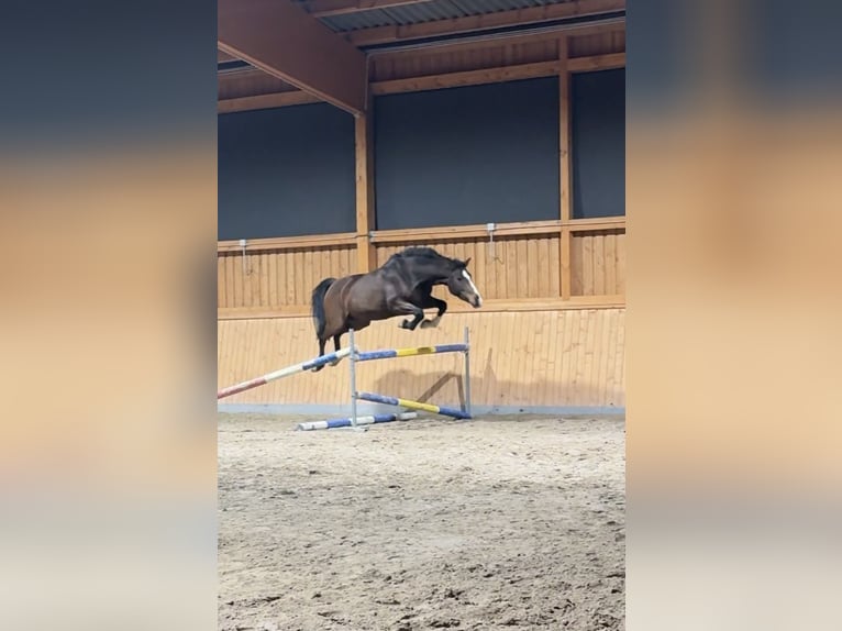 Inne konie gorącokrwiste Wałach 6 lat 163 cm Gniada in Hofgeismar