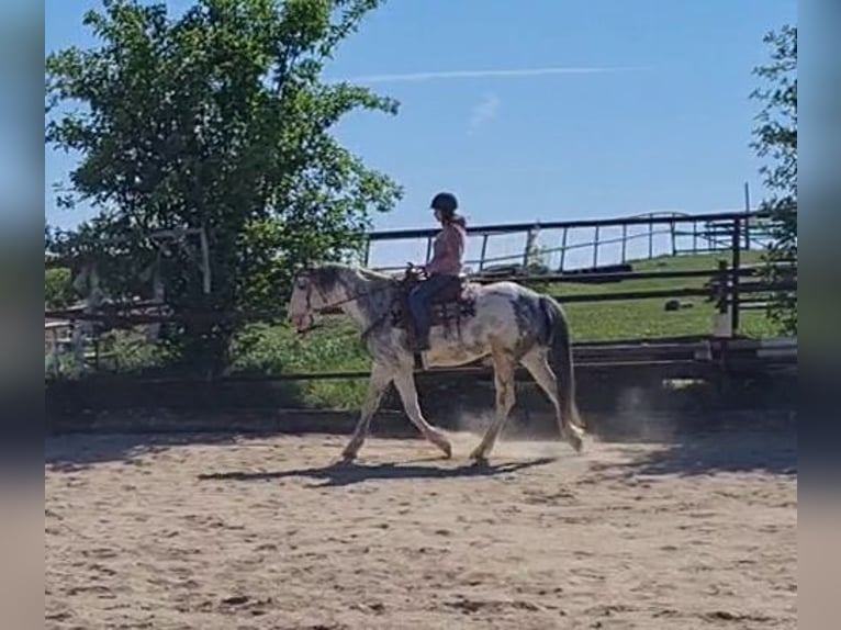 Inne konie gorącokrwiste Mix Wałach 6 lat 163 cm Overo wszelkich maści in Palterndorf