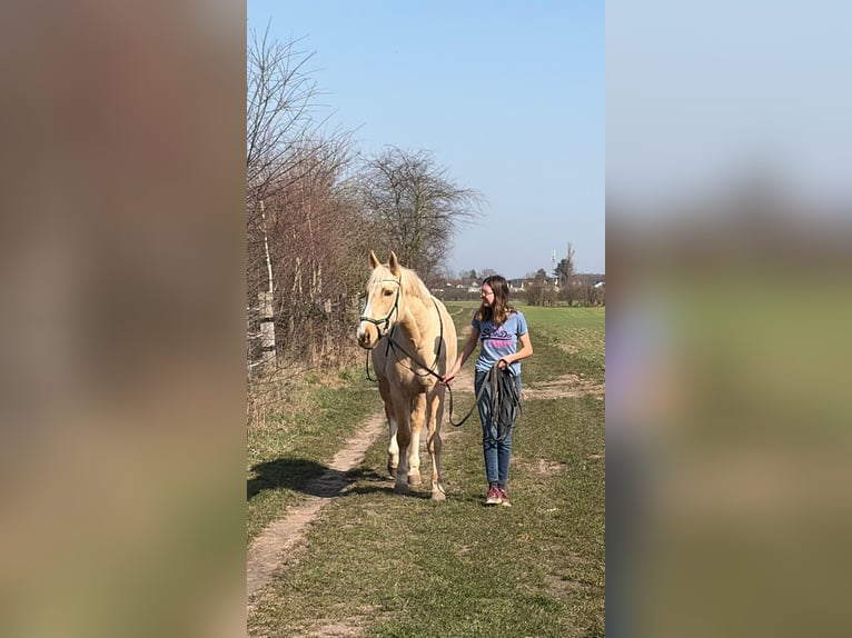 Inne konie gorącokrwiste Wałach 6 lat 165 cm Izabelowata in Obertshausen