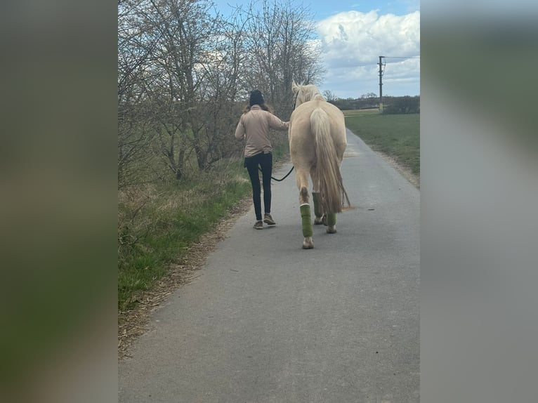 Inne konie gorącokrwiste Wałach 6 lat 165 cm Izabelowata in Obertshausen