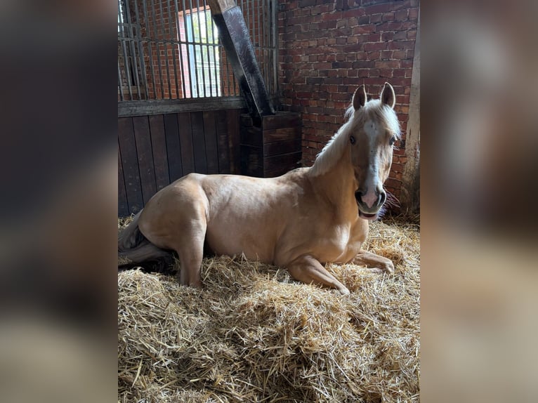 Inne konie gorącokrwiste Wałach 6 lat 165 cm Izabelowata in Wallenhorst