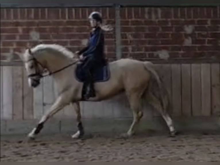 Inne konie gorącokrwiste Wałach 6 lat 165 cm Izabelowata in Wallenhorst