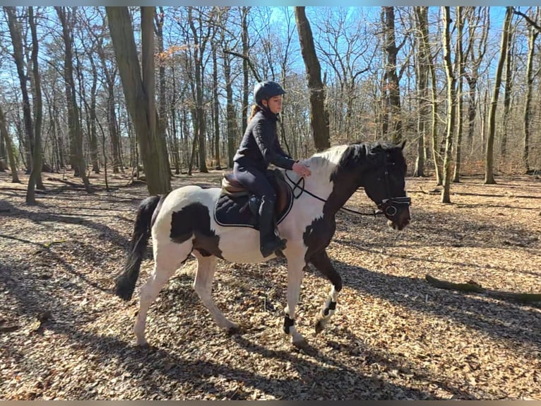 Inne konie gorącokrwiste Wałach 6 lat 165 cm Srokata in Braunschweig