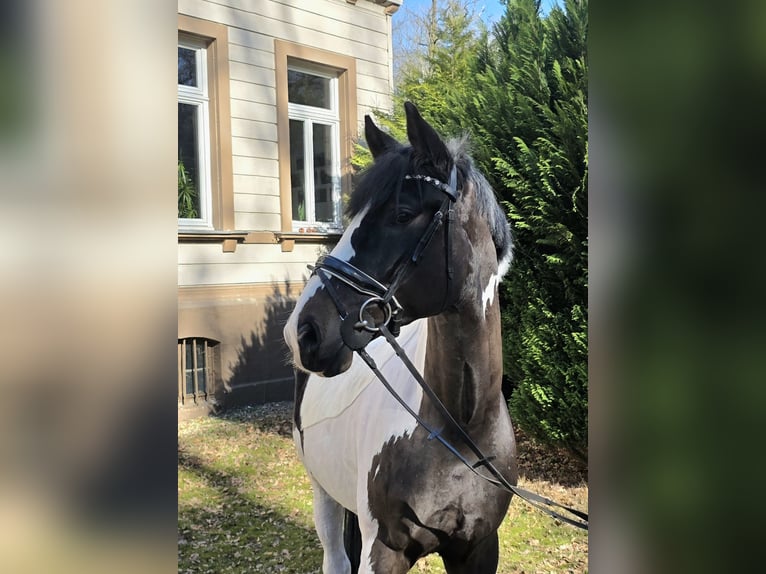 Inne konie gorącokrwiste Wałach 6 lat 165 cm Srokata in Braunschweig