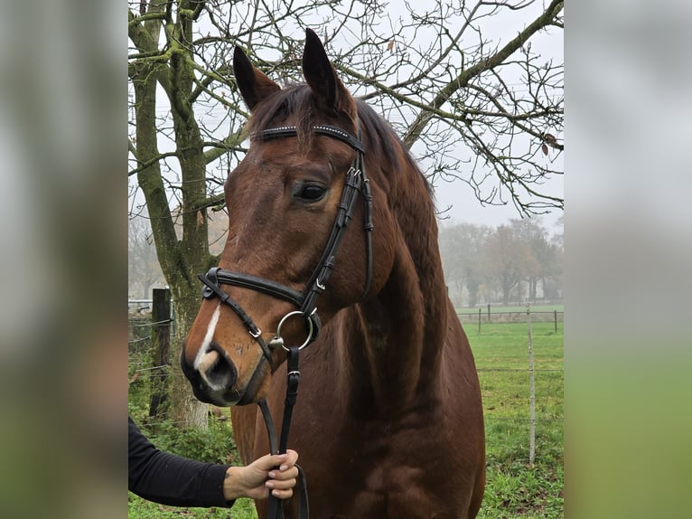 Inne konie gorącokrwiste Wałach 6 lat 167 cm Gniada in Wachtendonk