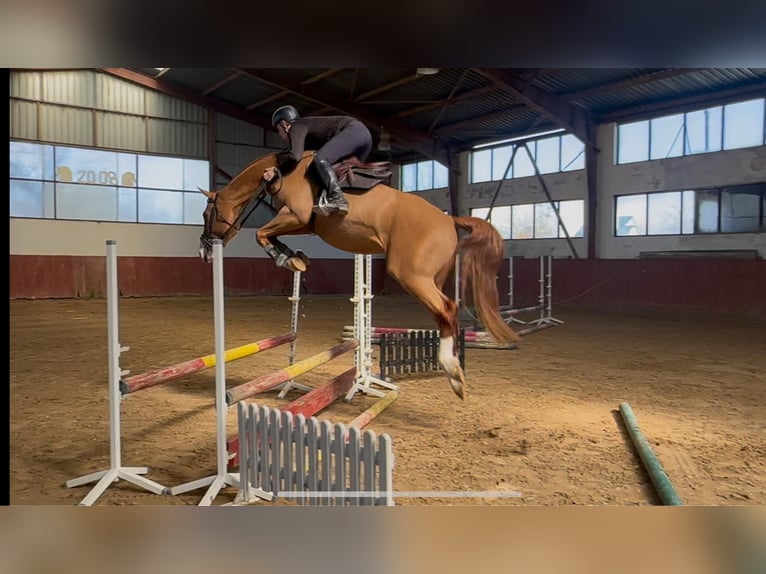 Inne konie gorącokrwiste Wałach 6 lat 167 cm Kasztanowata in Różan