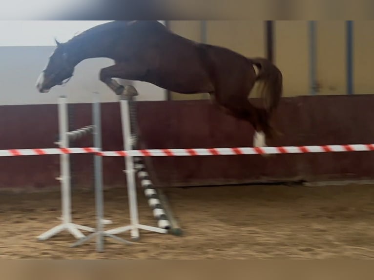 Inne konie gorącokrwiste Wałach 6 lat 167 cm Kasztanowata in Różan