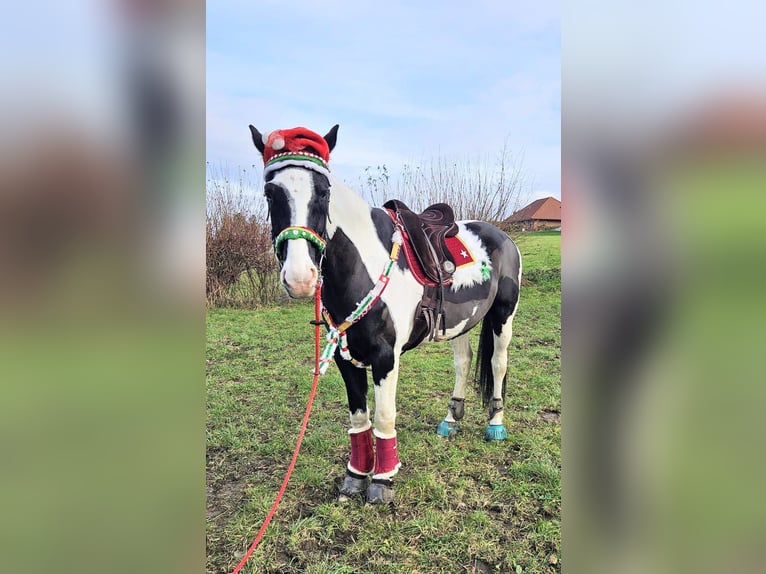 Inne konie gorącokrwiste Wałach 6 lat 170 cm Srokata in Rinteln