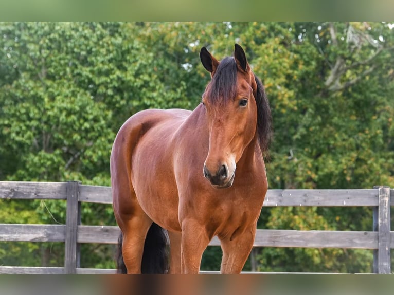 Inne konie gorącokrwiste Mix Wałach 6 lat 175 cm Gniada in Clover