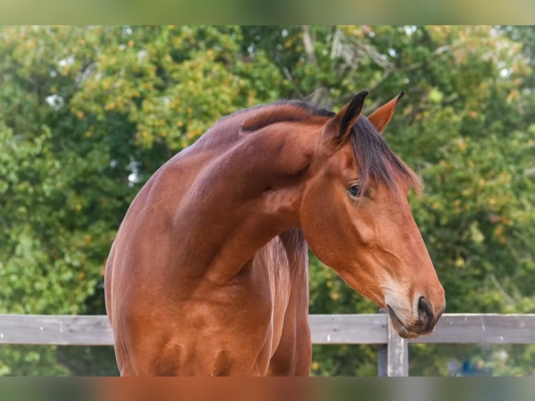 Inne konie gorącokrwiste Mix Wałach 6 lat 175 cm Gniada in Clover
