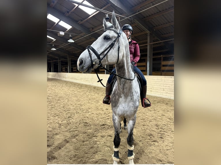 Inne konie gorącokrwiste Wałach 6 lat 182 cm Siwa jabłkowita in Pelmberg