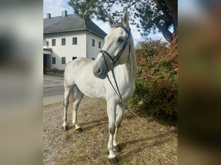 Inne konie gorącokrwiste Wałach 6 lat 182 cm Siwa jabłkowita in Pelmberg