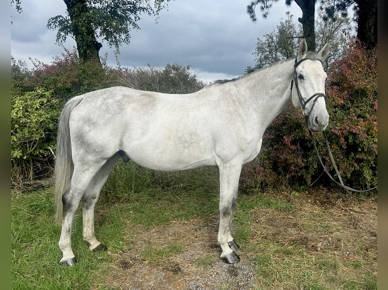 Inne konie gorącokrwiste Wałach 6 lat 182 cm Siwa jabłkowita in Pelmberg