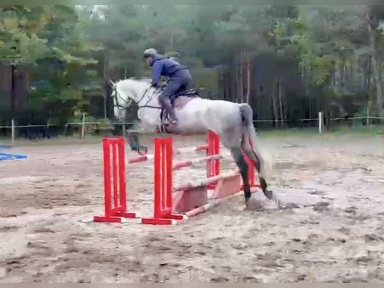 Inne konie gorącokrwiste Wałach 6 lat 182 cm Siwa jabłkowita in Pelmberg