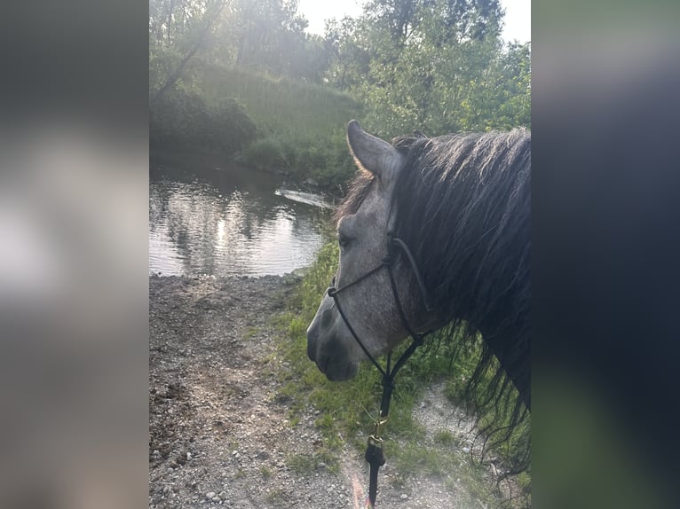 Inne konie gorącokrwiste Wałach 7 lat 155 cm Siwa jabłkowita in Rain