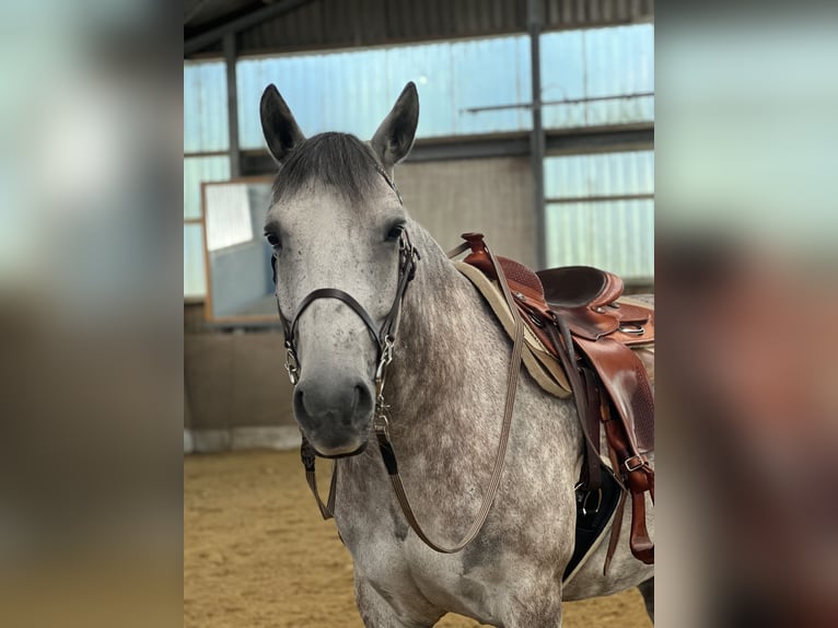 Inne konie gorącokrwiste Wałach 7 lat 155 cm Siwa in Bergheim