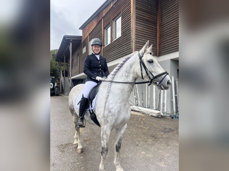 Inne konie gorącokrwiste Wałach 7 lat 157 cm Siwa jabłkowita in Klam