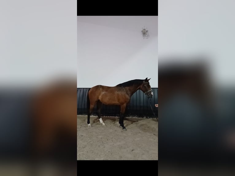 Inne konie gorącokrwiste Wałach 7 lat 160 cm Gniada in Dhronecken