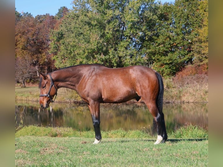 Inne konie gorącokrwiste Wałach 7 lat 160 cm Gniada in Howell