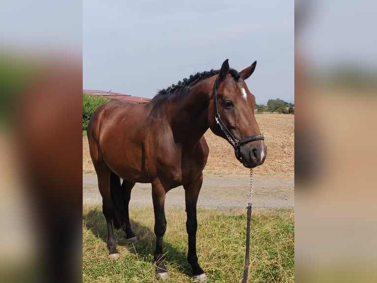 Inne konie gorącokrwiste Mix Wałach 7 lat 163 cm Gniada in Frankenthal (Pfalz)