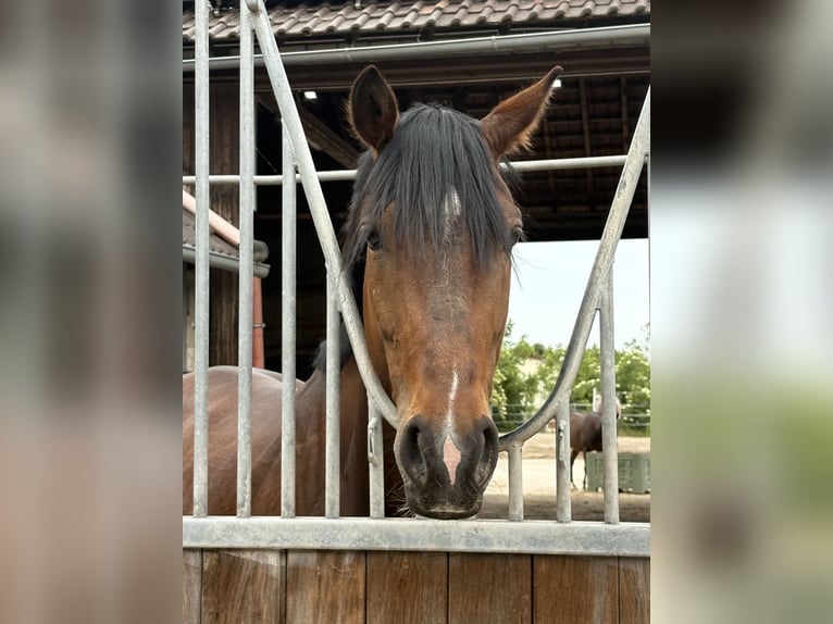 Inne konie gorącokrwiste Mix Wałach 7 lat 163 cm Gniada in Frankenthal (Pfalz)