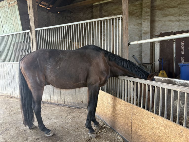 Inne konie gorącokrwiste Mix Wałach 7 lat 163 cm Gniada in Frankenthal (Pfalz)