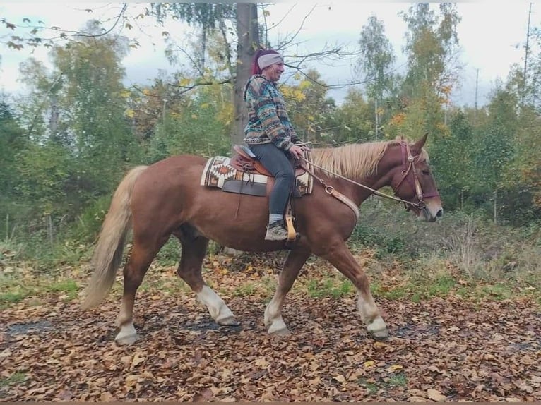 Inne konie gorącokrwiste Mix Wałach 7 lat 164 cm Ciemnokasztanowata in Linkenbach