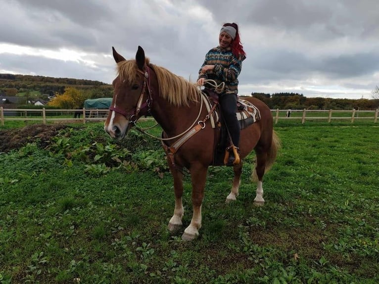 Inne konie gorącokrwiste Mix Wałach 7 lat 164 cm Ciemnokasztanowata in Linkenbach