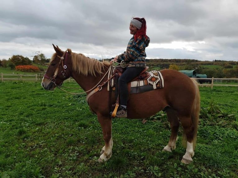 Inne konie gorącokrwiste Mix Wałach 7 lat 164 cm Ciemnokasztanowata in Linkenbach