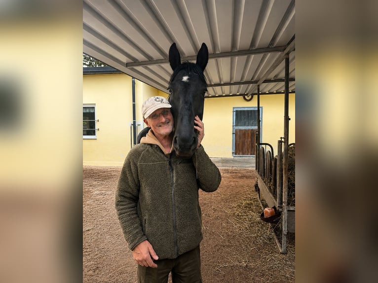 Inne konie gorącokrwiste Wałach 7 lat 164 cm Kara in Ollersdorf