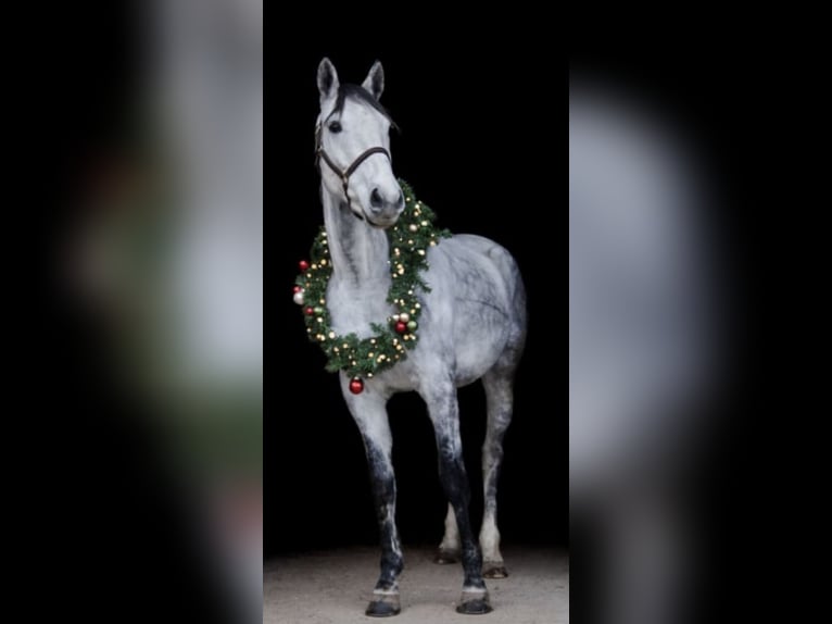 Inne konie gorącokrwiste Wałach 7 lat 165 cm Siwa jabłkowita in Schemmerhofen