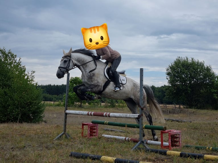 Inne konie gorącokrwiste Wałach 7 lat 165 cm Siwa in Rogalice