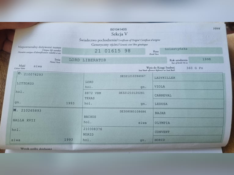 Inne konie gorącokrwiste Wałach 7 lat 165 cm Siwa in Rogalice