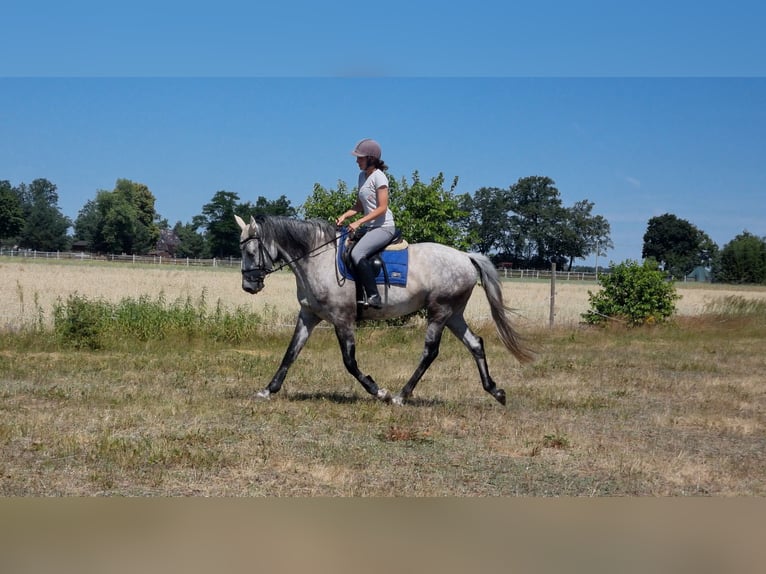 Inne konie gorącokrwiste Wałach 7 lat 165 cm Siwa in Rogalice