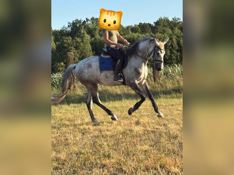 Inne konie gorącokrwiste Wałach 7 lat 165 cm Siwa in Rogalice