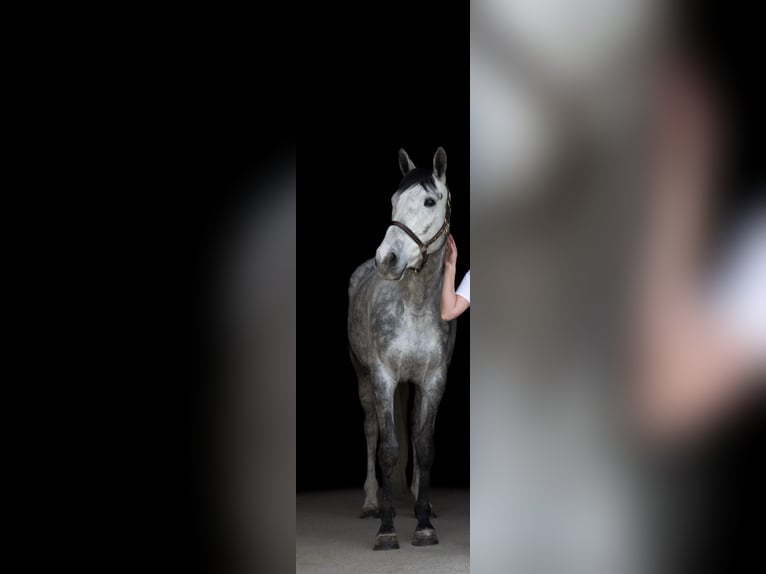 Inne konie gorącokrwiste Wałach 7 lat 167 cm Siwa jabłkowita in Schemmerhofen