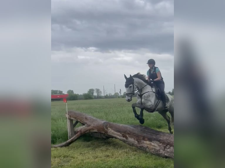 Inne konie gorącokrwiste Wałach 7 lat 167 cm Siwa jabłkowita in Schemmerhofen
