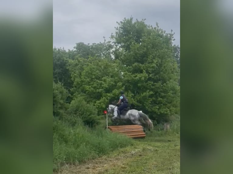 Inne konie gorącokrwiste Wałach 7 lat 167 cm Siwa jabłkowita in Schemmerhofen
