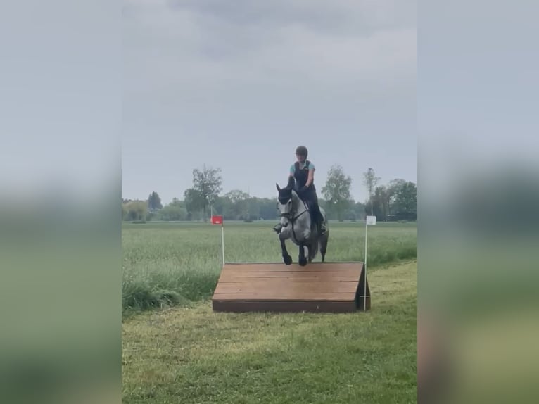 Inne konie gorącokrwiste Wałach 7 lat 167 cm Siwa jabłkowita in Schemmerhofen