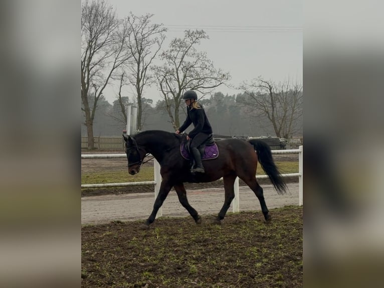 Inne konie gorącokrwiste Wałach 7 lat 170 cm Ciemnogniada in POZNAŃ