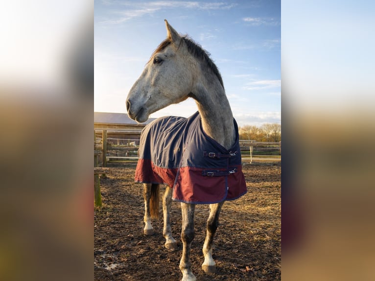 Inne konie gorącokrwiste Wałach 7 lat 170 cm Siwa jabłkowita in Sulingen