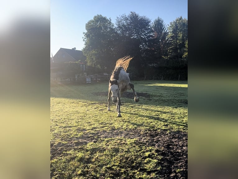 Inne konie gorącokrwiste Wałach 7 lat 170 cm Siwa jabłkowita in Sulingen